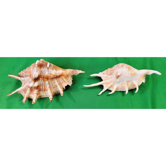 2 Real Seashell Lambis Spider Conch 5" Shell Nautical Art Decor Aquarium Crafts - Picture 1 of 8